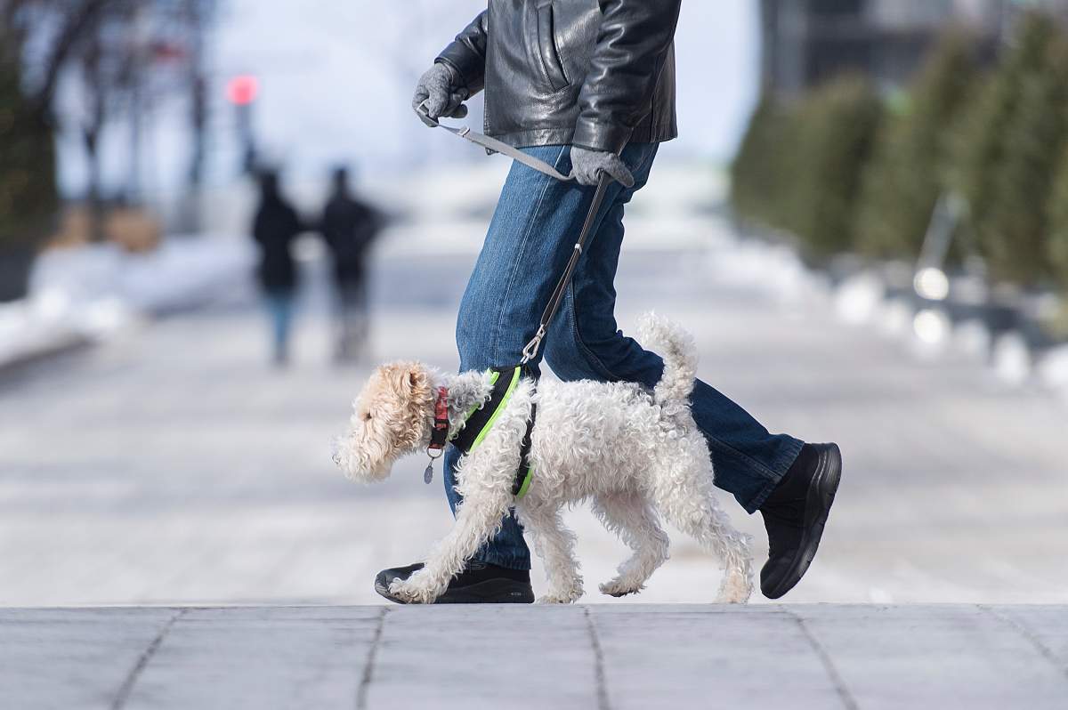 Police say there have been no reports of poisonings locally, but recent events in Rockport and Mallorytown have prompted police to advise dog owners to be cautious with their pets.