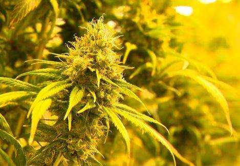 CIty of Kawartha Lakes OPP seized 2,274 cannabis plants from a property on Aug. 8.