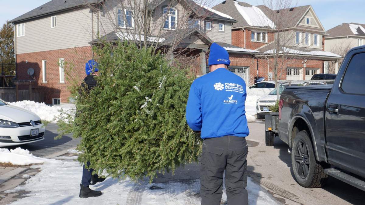 Around 4,100 old Christmas trees were collected by volunteers on Saturday.