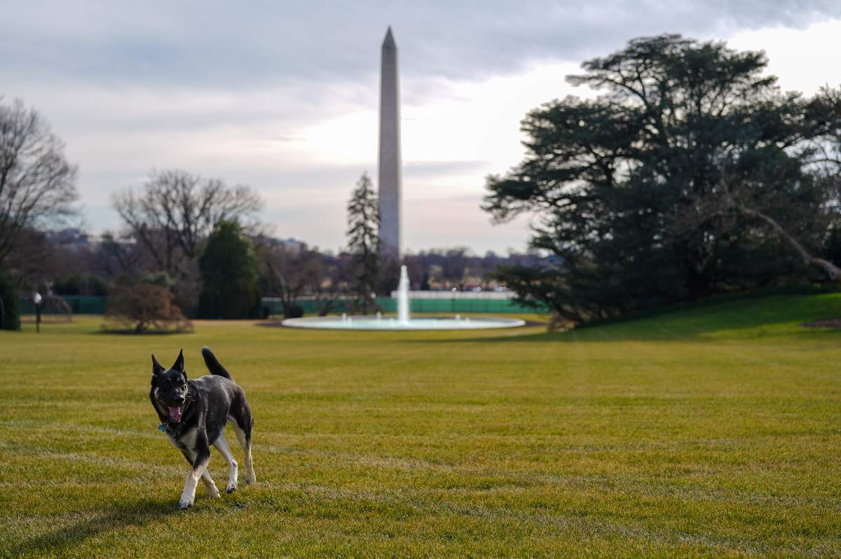 First Lady Jill Biden shared photos of the dogs on Twitter on Monday.