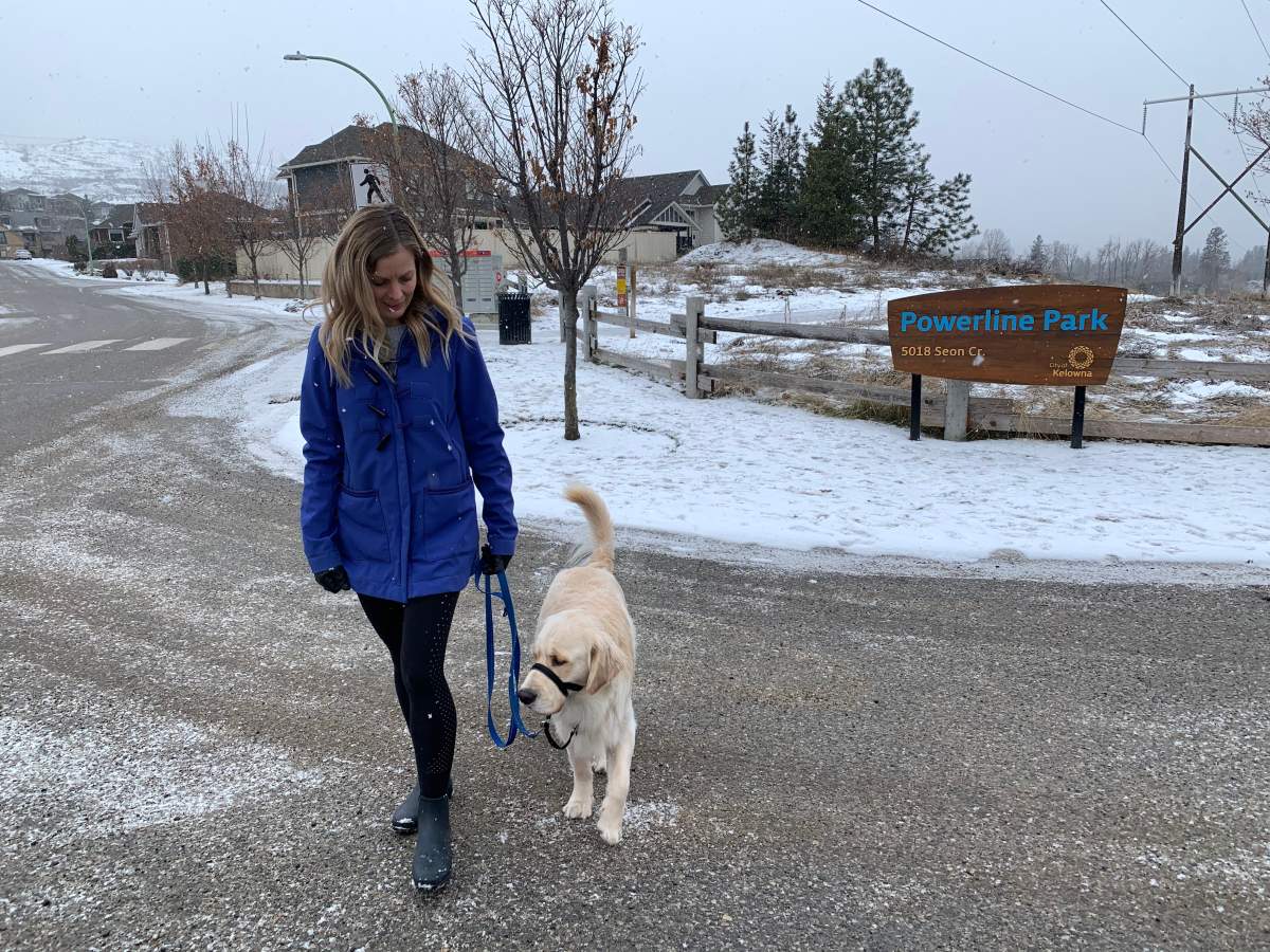 Stephanie Lisk's dog Chester started feeling sick after he apparently ingested some cannabis while out for a walk on Monday. 