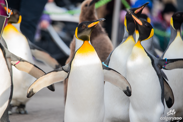 The penguin walk at the Calgary zoo.