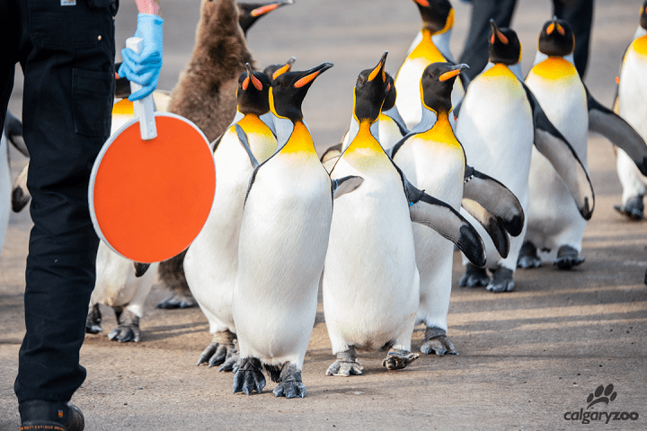 Penguin walk returns to Calgary Zoo with COVID-19 precautions - image