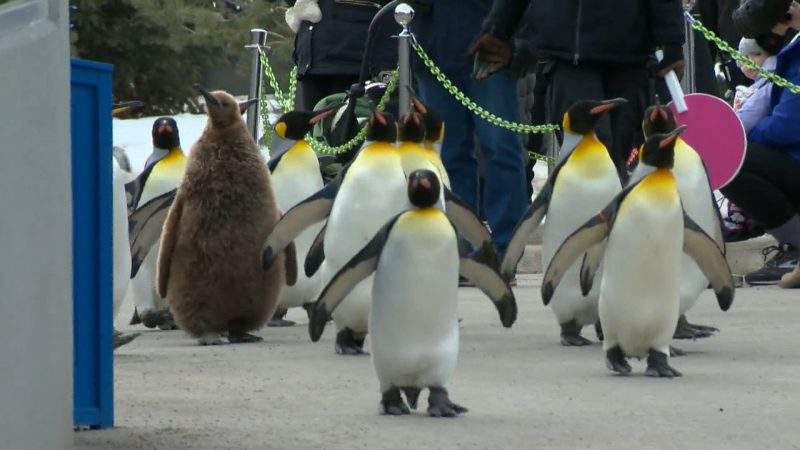 King penguins at the Calgary Zoo participate in a penguin walk on Tuesday, Jan. 19, 2021.