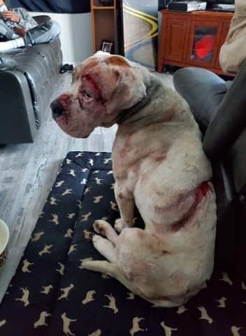 Parker the dog was allegedly injured with a machete.