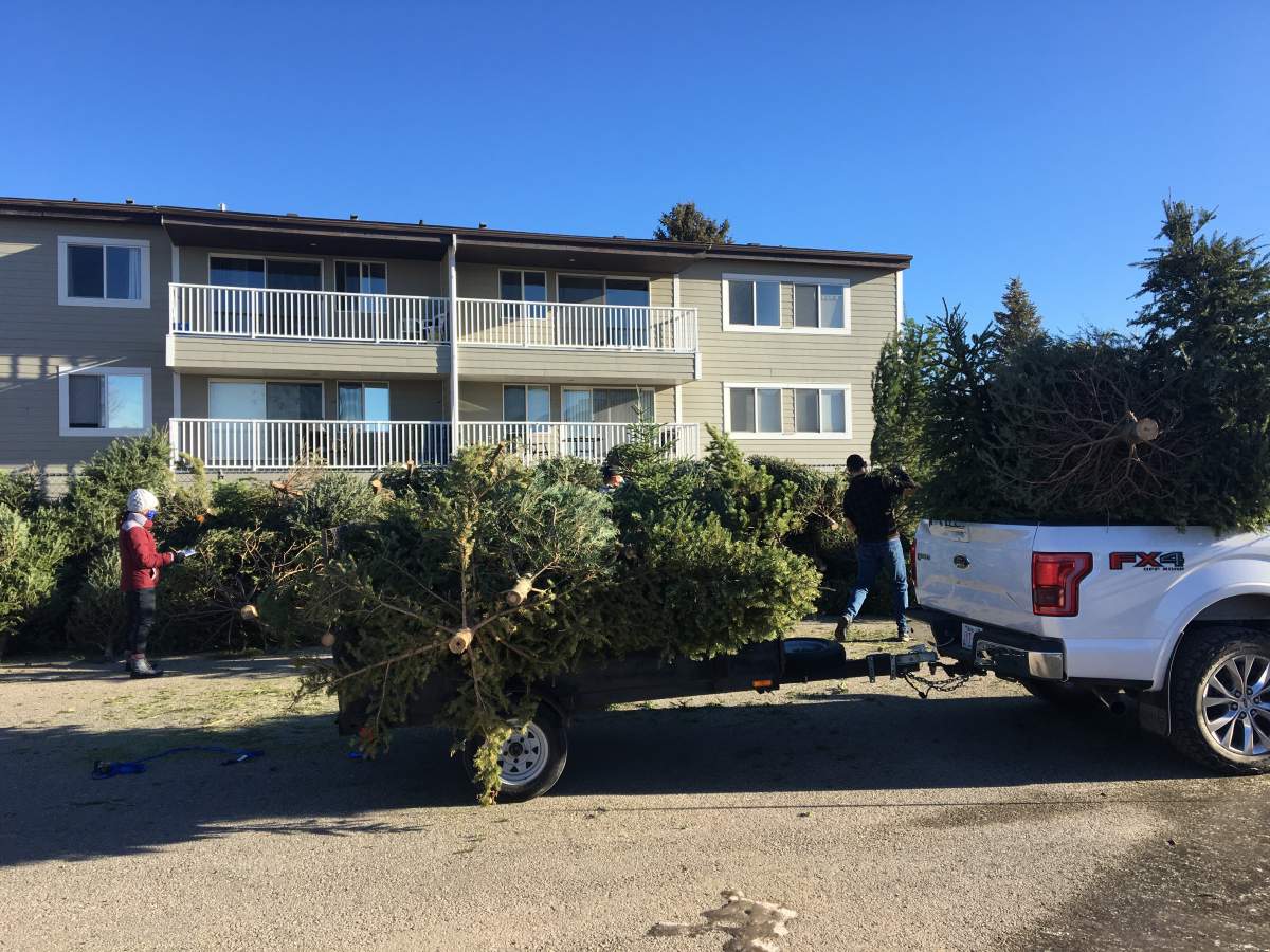 Christmas trees being dropped off at the Nicholas Sheran Leisure Centre parking lot on Jan. 9, 2021. 