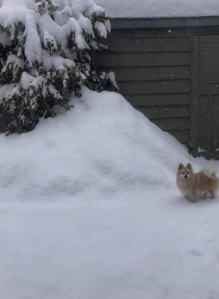 Jamie Ashley W. says the snowfall was three Beamers high in Old North.