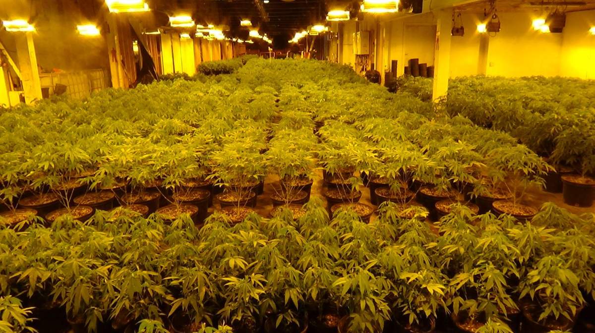 Four people are facing a charge of cultivating not in a dwelling house in connection with the investigation.