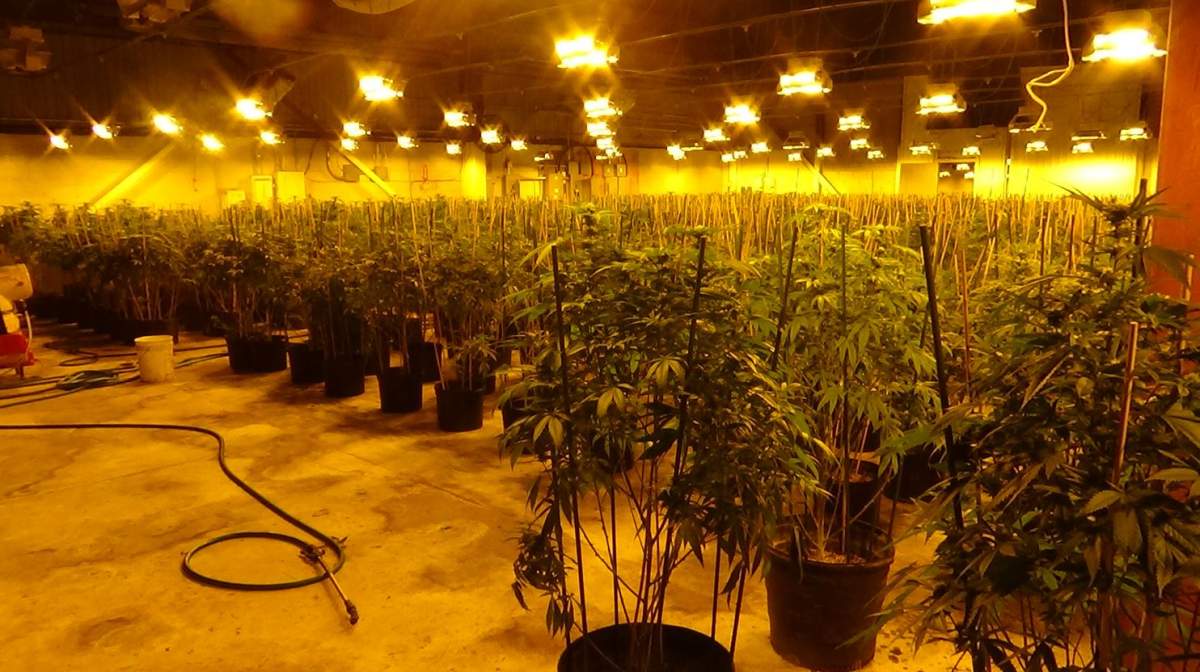 An image of seized plants as provided by the London Police Service.