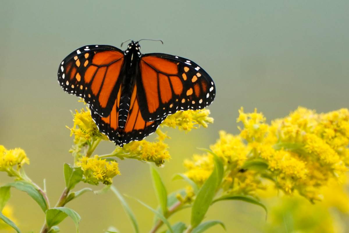 Monarch butterfly