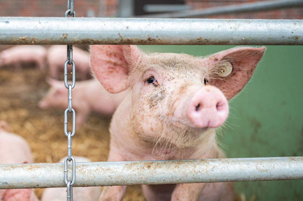 Pig stock photo.