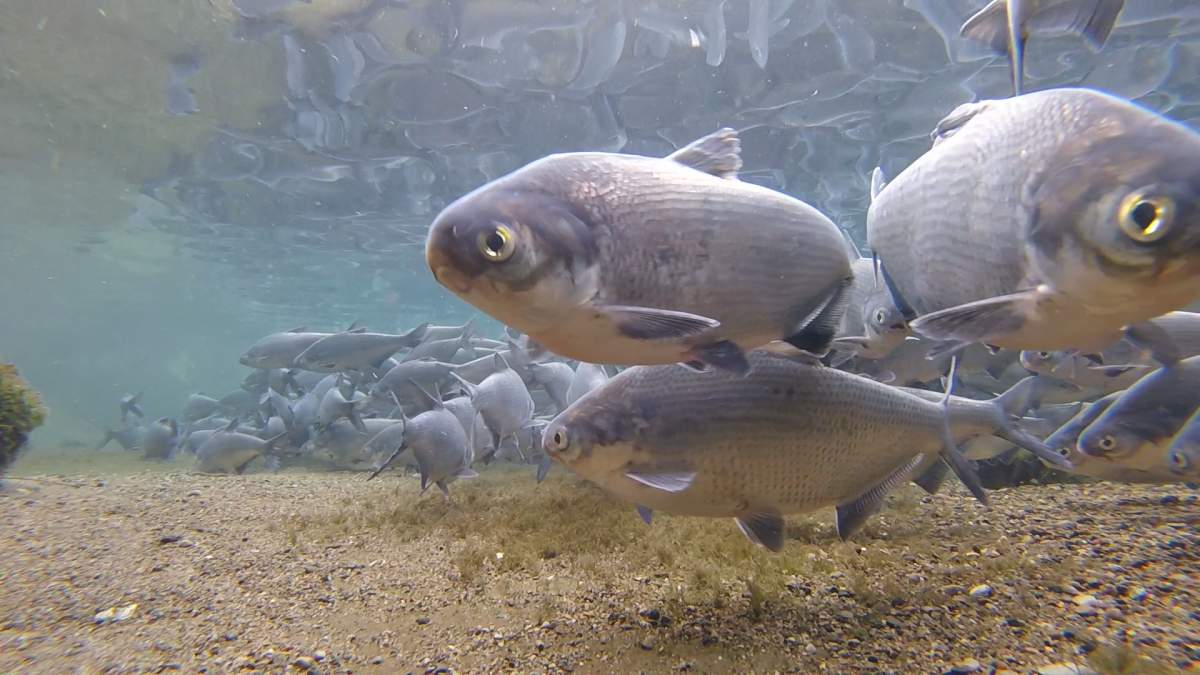 The Gizzard Shad in the Thames River in London, Ont.