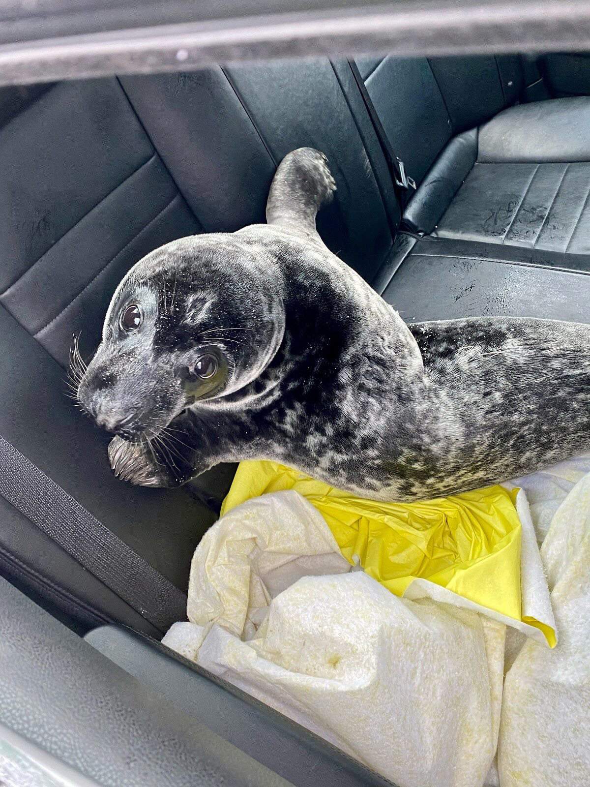 A seal is shown in the back of a police cruiser after being rescued in Charlottetown, P.E.I., in this recent handout photo. The seal was wandering the streets of Charlottetown, P.E.I. Sunday morning, prompting a concerned neighbour to call police. Though eyewitnesses say the seal did its best to resist arrest, police got it into the back of a cruiser and, in consultation with Fisheries and Oceans Canada, released it back into the water where it belongs. 
