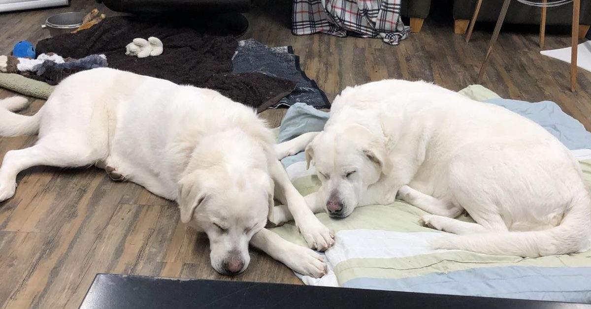 Captain and Maria, seen here resting comfortably while in foster care.