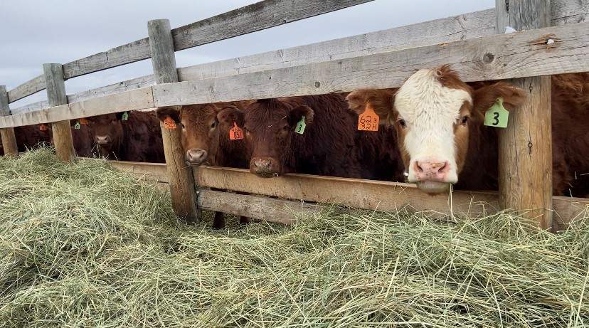 Cattle at a farm near Magrath, Alta.