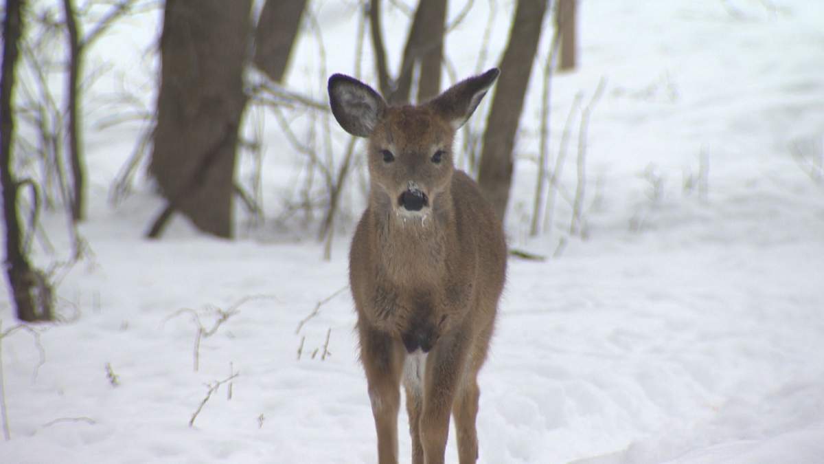 Lawyers appeared in a Longueuil court on Tuesday to present arguments about how best to deal with an overpopulation of deer at a  south shore park. The Michel-Chartrand park which experts say can adequately sustain up to 15 of the animals now has more than one hundred.  (Global News).