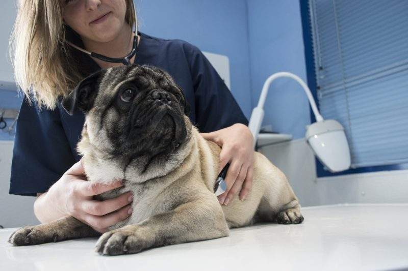 Veterinarian checking a dog with stethoscope in a veterinary clinic.