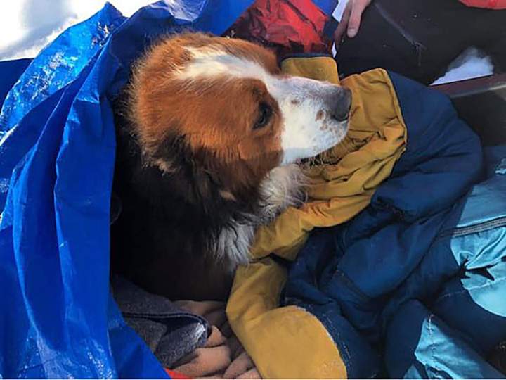Henry the dog after being rescued from the leghold trap.