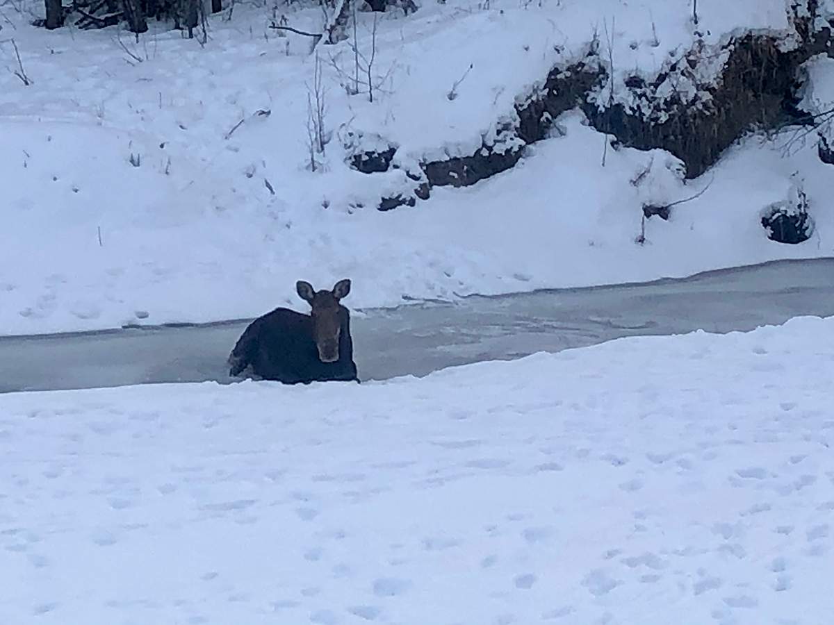 A photo of the moose on the frozen pond.
