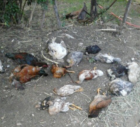 A 2017 report by the Bahia, Brazil, public prosecutor’s office includes this photo of dead chickens and claims Canadian mining company Yamana was responsible for contaminating a river that’s a source of water for animals. Source: State of Bahia Public Prosecutor’s Office