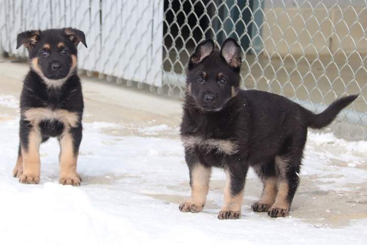 The puppies’ names must start with the letter ‘P.’
