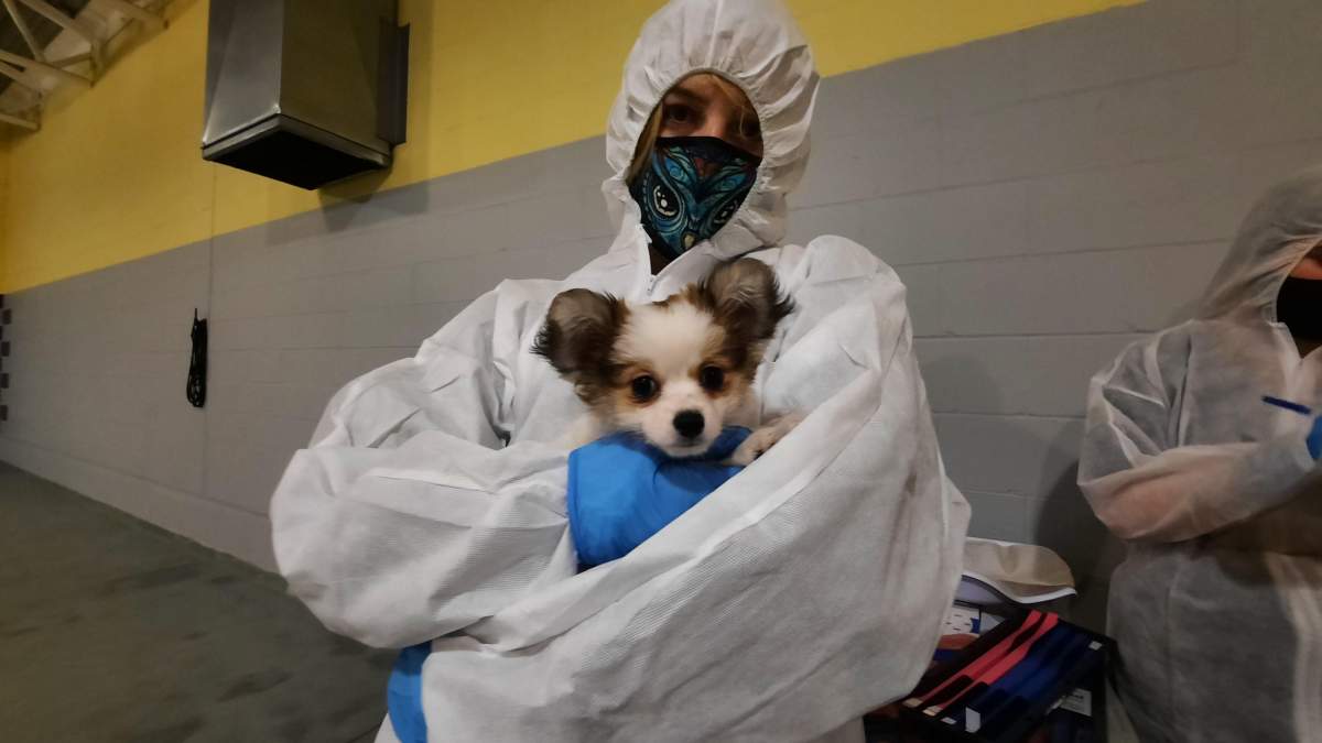 One of 12 dogs seized from a Vancouver Island breeder.