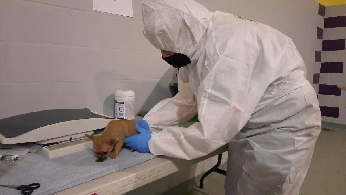 One of 12 dogs seized from a Vancouver Island breeder.