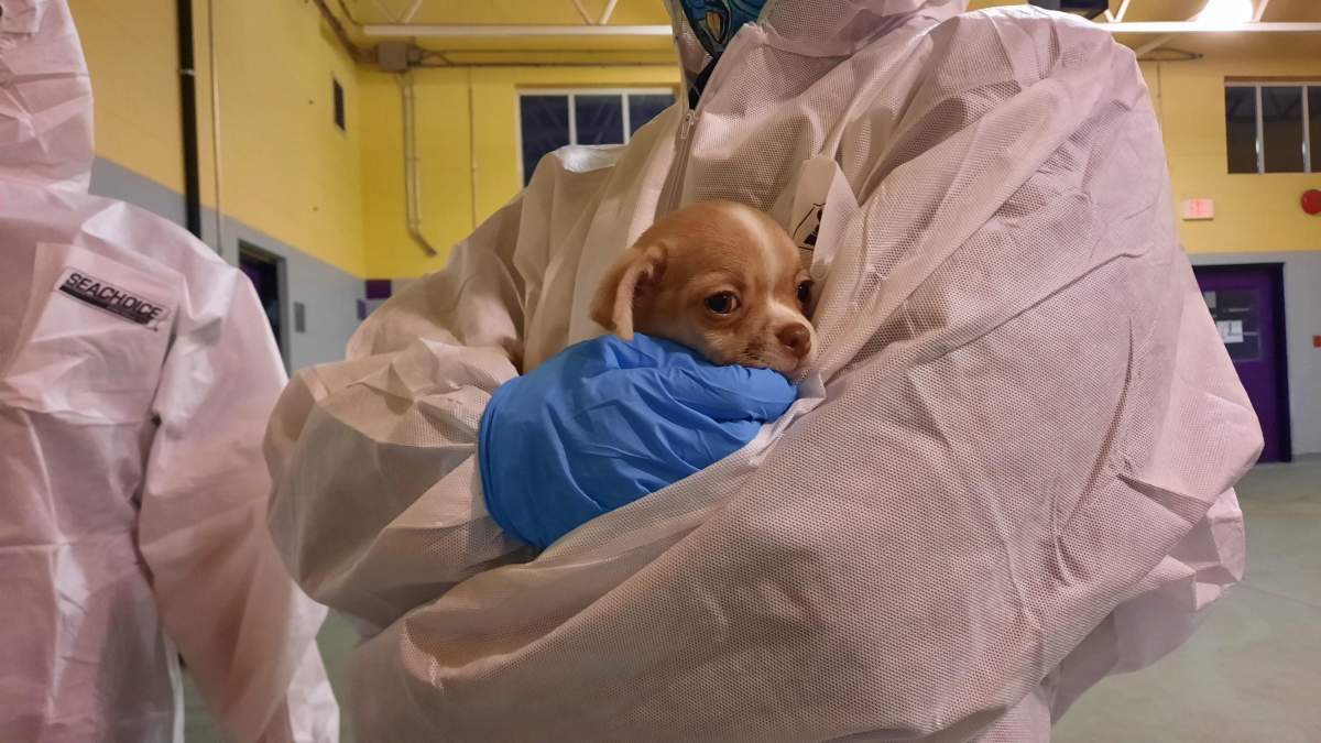 One of 12 dogs seized from a Vancouver Island breeder.