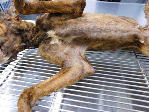 Edmonton police are looking for information after a dog with signs of neglect was found frozen in a plastic tote.