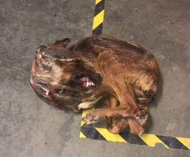 Edmonton police are looking for information after a dog with signs of neglect was found frozen in a plastic tote.