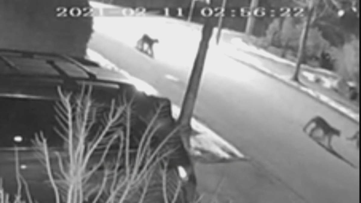 A Coquitlam security camera captures a family of cougars walking through a residential neighbourhood. 