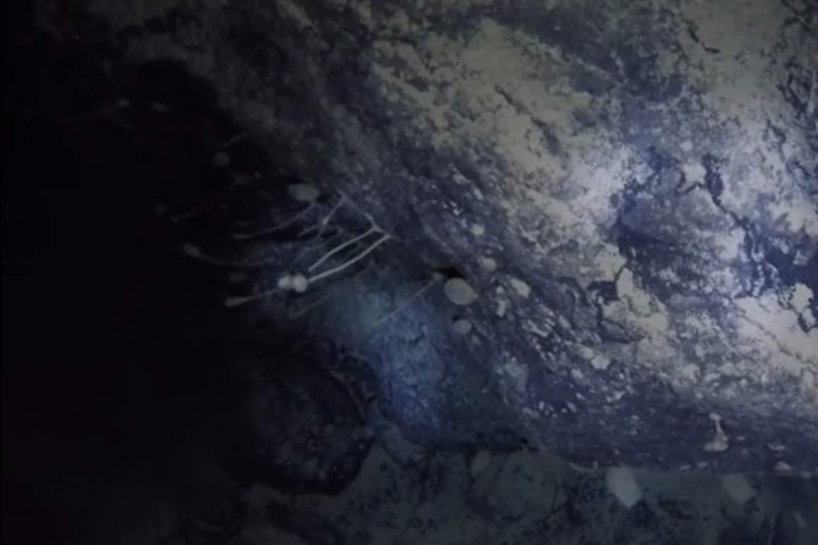 Lifeforms are shown growing on a boulder below the ice in Antarctica, in this image from video released Feb. 15, 2021.