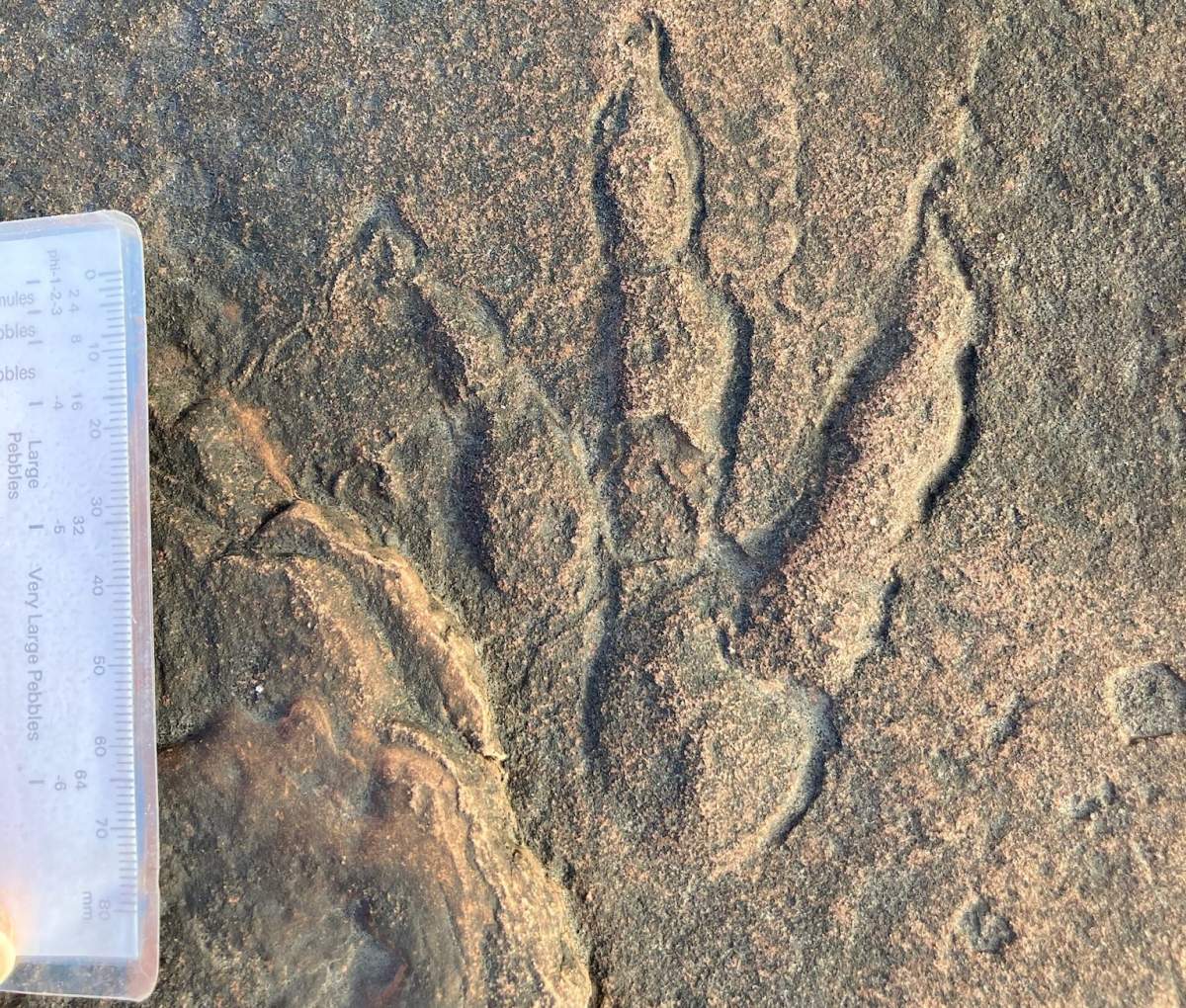 A dinosaur footprint is shown on the beach near Bendricks Bay in south Wales in this January 2021 image.