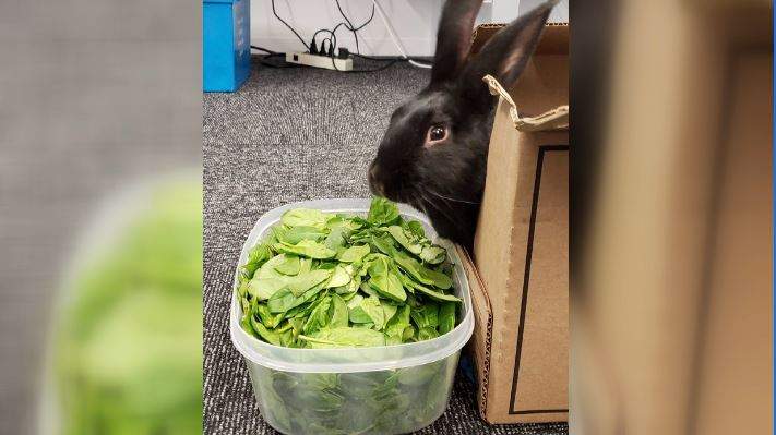 Flushy is fed spinach after being rescued from a third-floor bathroom at the Halifax Central Library.