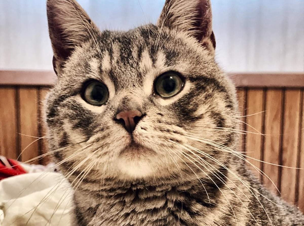Kevin the cat.
