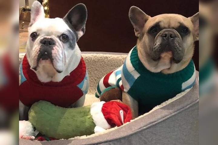 Lady Gaga’s dogs Gustav, left, and Koji, right, are shown in this file photo from her dog Miss Asia’s verified Instagram account.