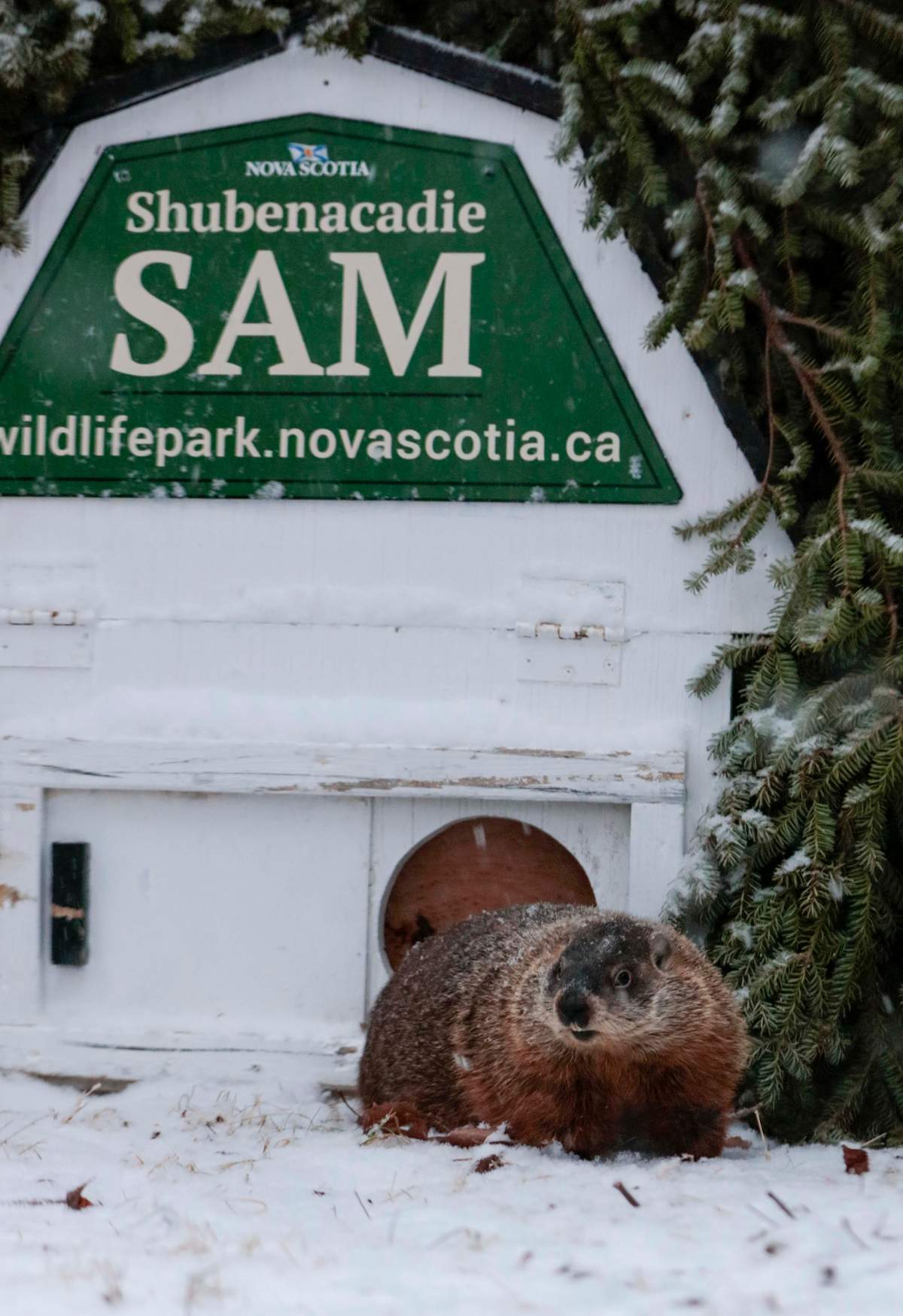 On Feb. 2, Shubenacadie Sam did not see her shadow, signaling an early spring.