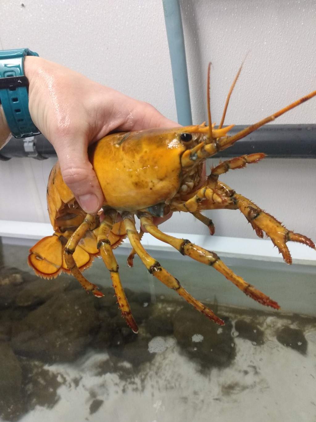A lobster named ‘Banana’ is shown at the University of New England.