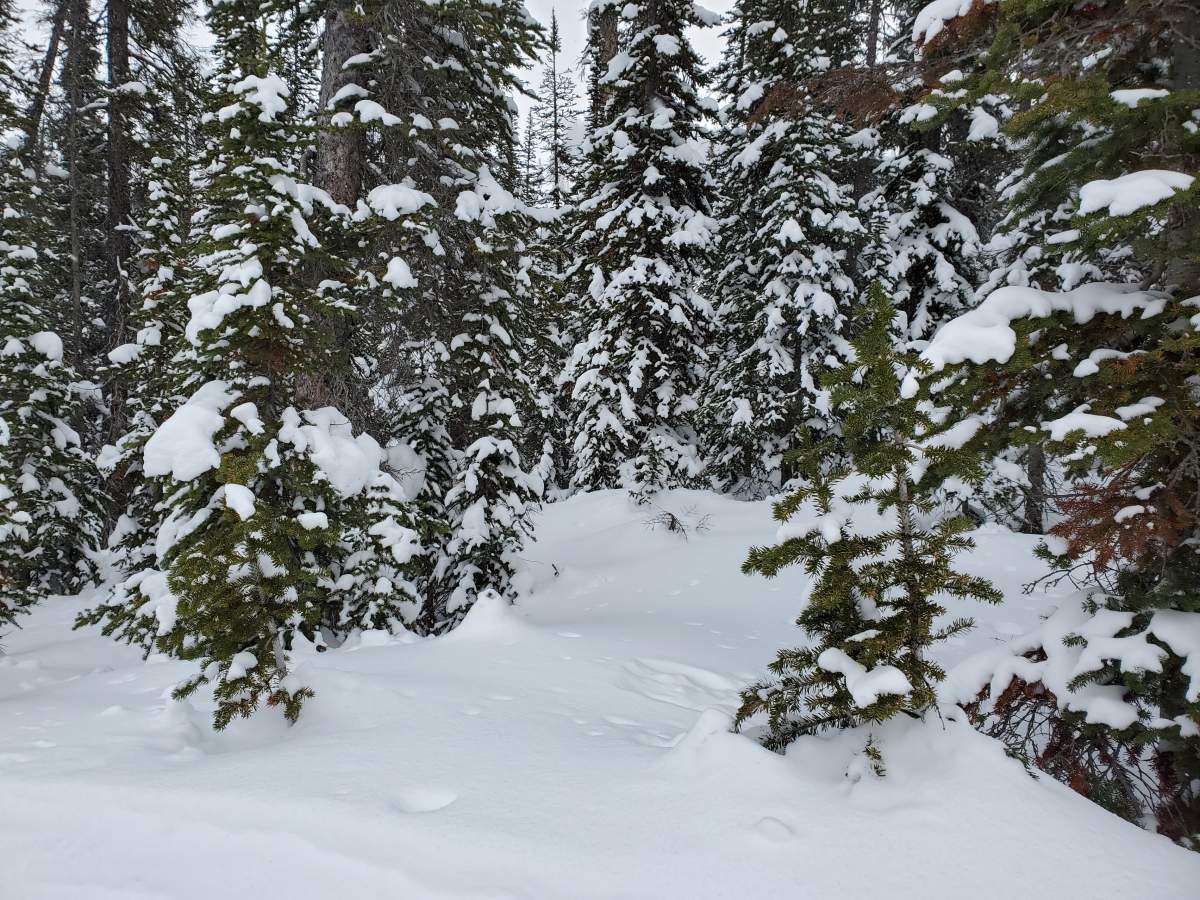 Snowy trees at Sunshine Village in Banff National Park on Feb. 25, 2021. Parks Canada responded to a distress call from some people who were backcountry skiing near Sunshine Village in Banff, Alta.
