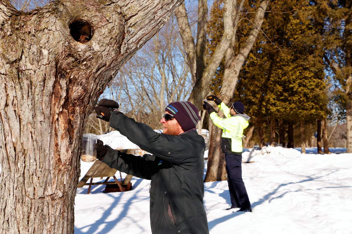 Removing Gypsy Moth Egg Masses at Wildwood CA