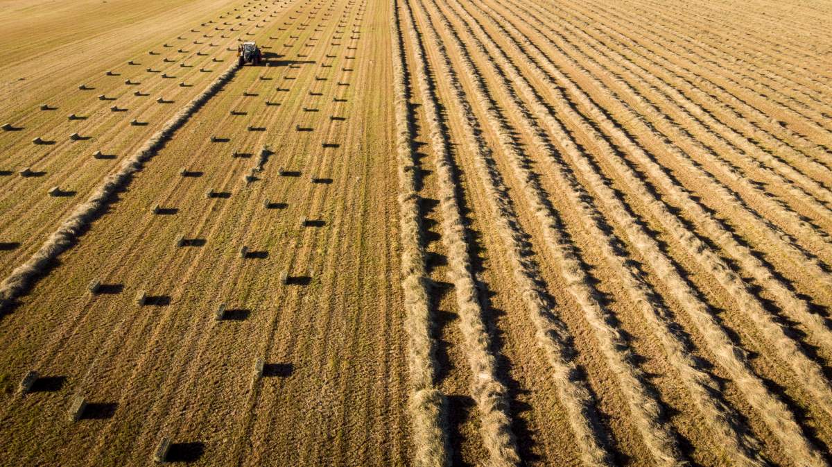 A farmer harvests her hay on a farm near Cremona, Alta., Thursday, Sept. 14, 2017. 