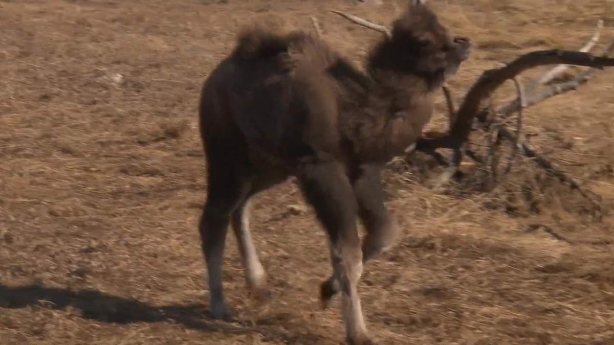 A baby camel takes a walk at the Edmonton Valley Zoo on March 23, 2021