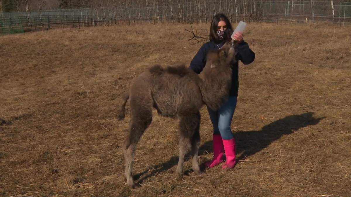 A baby camel gets fed on March 23, 2021