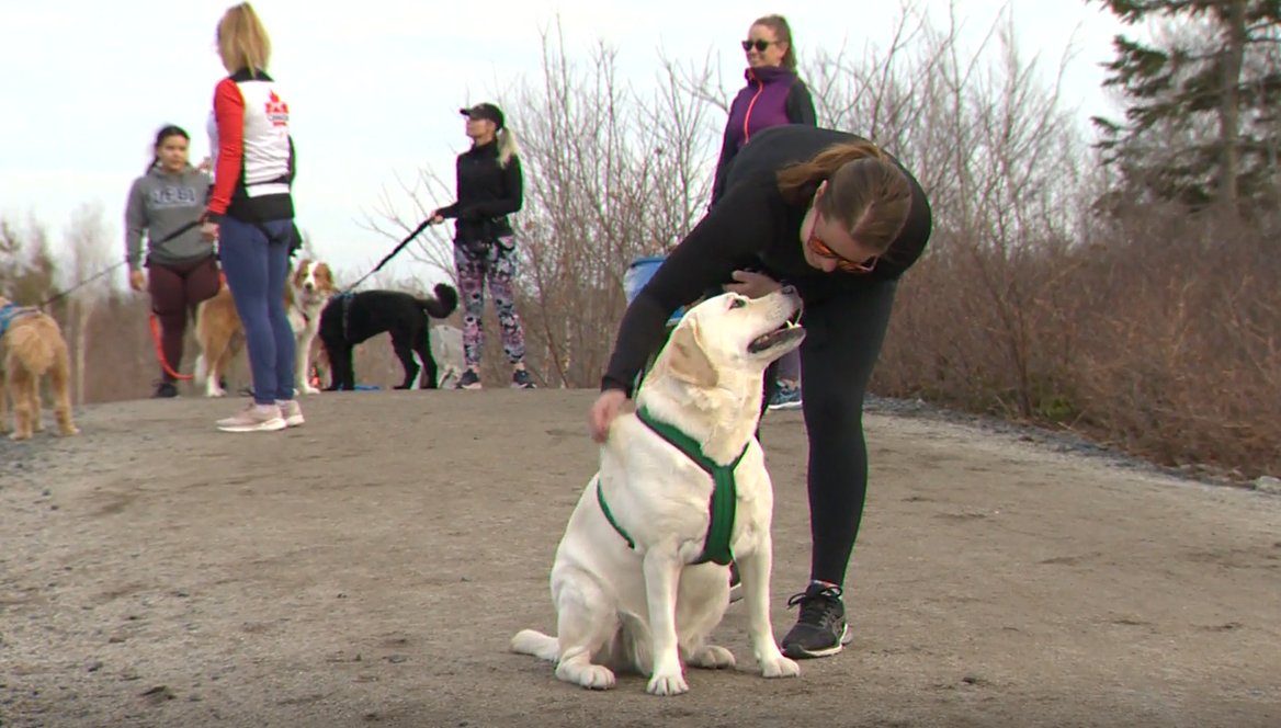 The sport of canicross is meant for dogs of all shapes and sizes.