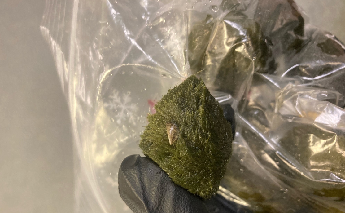 Invasive species councils in the Maritimes are concerned about the invasive zebra mussel after multiple reports of contaminated moss ball shipments in Canada and the U.S. 