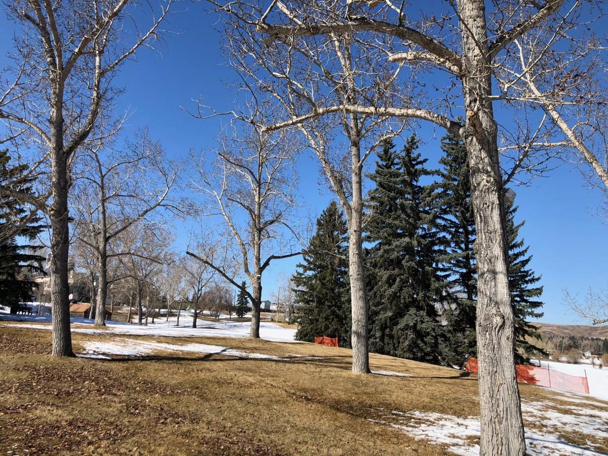 Calgary police say cat food laced with chemicals has been left in and around the trees at Confederation Park.