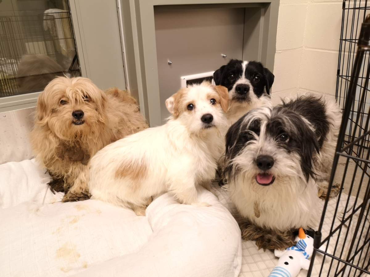 Some of the dogs after being cleaned up and having their hair cut. Credit: BC SPCA