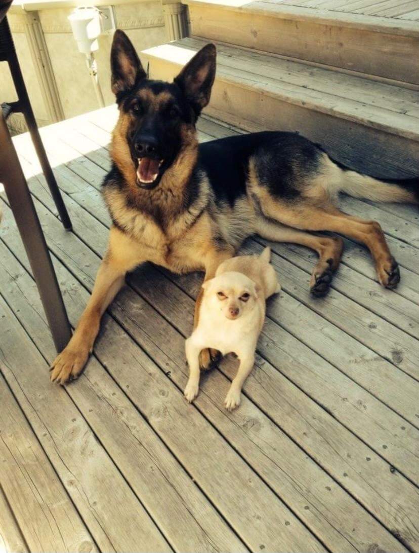 Gina Goulet’s dogs. Ginger (top) was shot twice by the gunman, but survived.