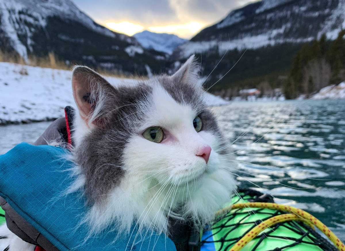 “Gary the Cat” on an adventure.