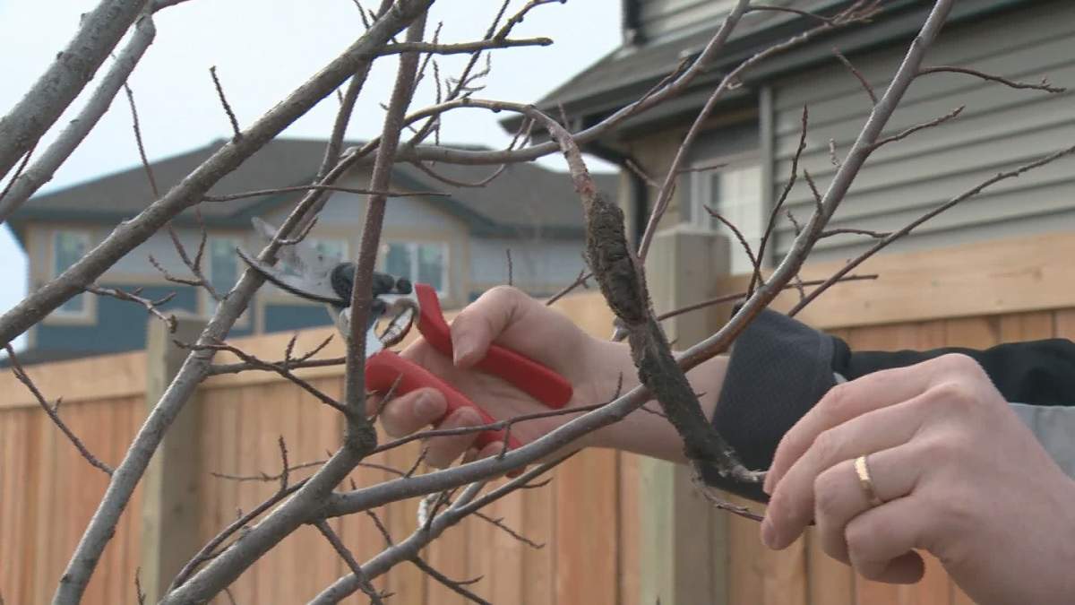 Image of black knot tree trim.